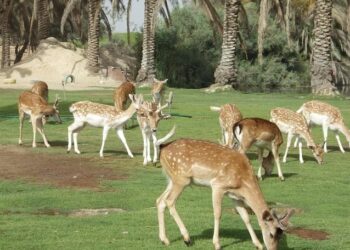 أفريكا بارك