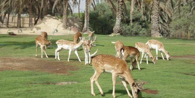 أفريكا بارك